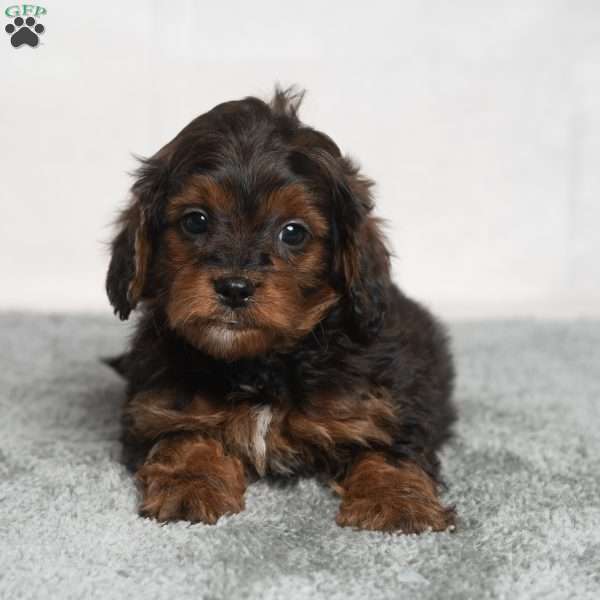 Israel, Cavapoo Puppy